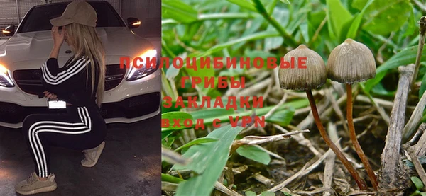 индика Белокуриха